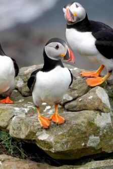 four puffins on a rock